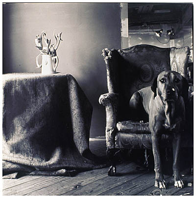 perro-foto-keith-carter-imagery-our-world