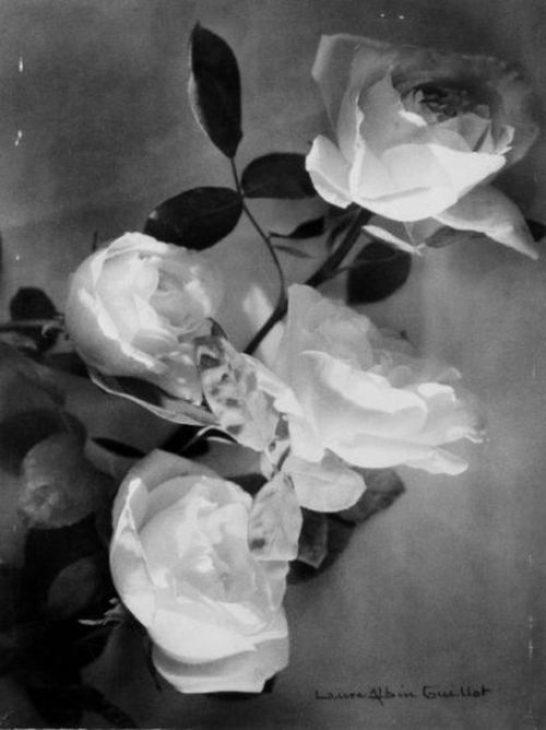 flores.-47ggg.-Laure Albin-Guillot.-rosas.-1930