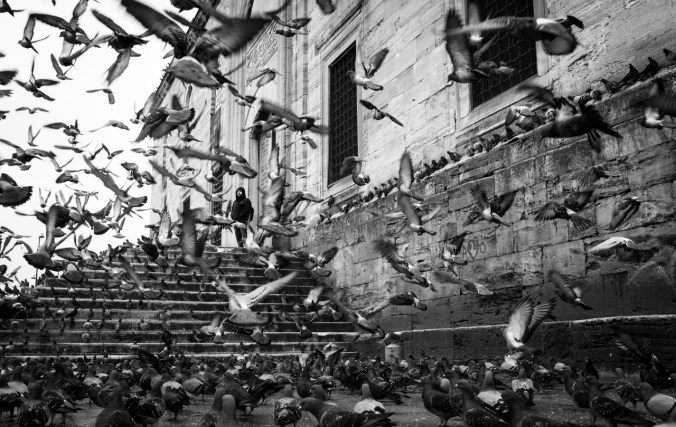 animales-tybn-palomas-chan-kin-man-palomas-en-estambul-2013
