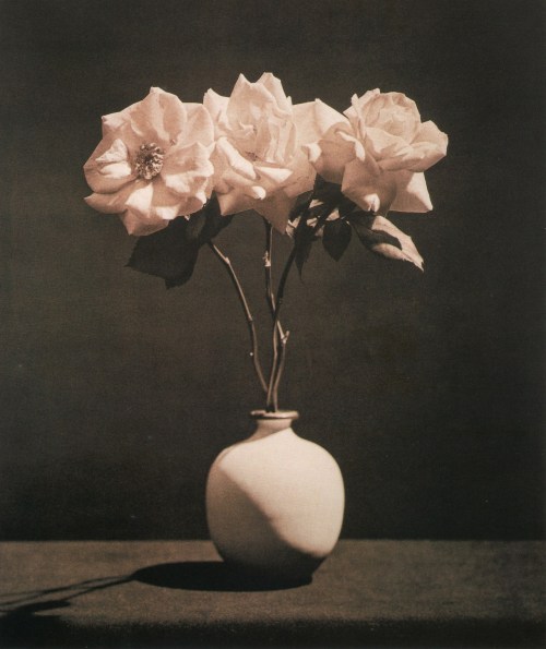 flores-rec-rosas-robert-mapplethorpe-mil-novecientos-ochenta-y-tres